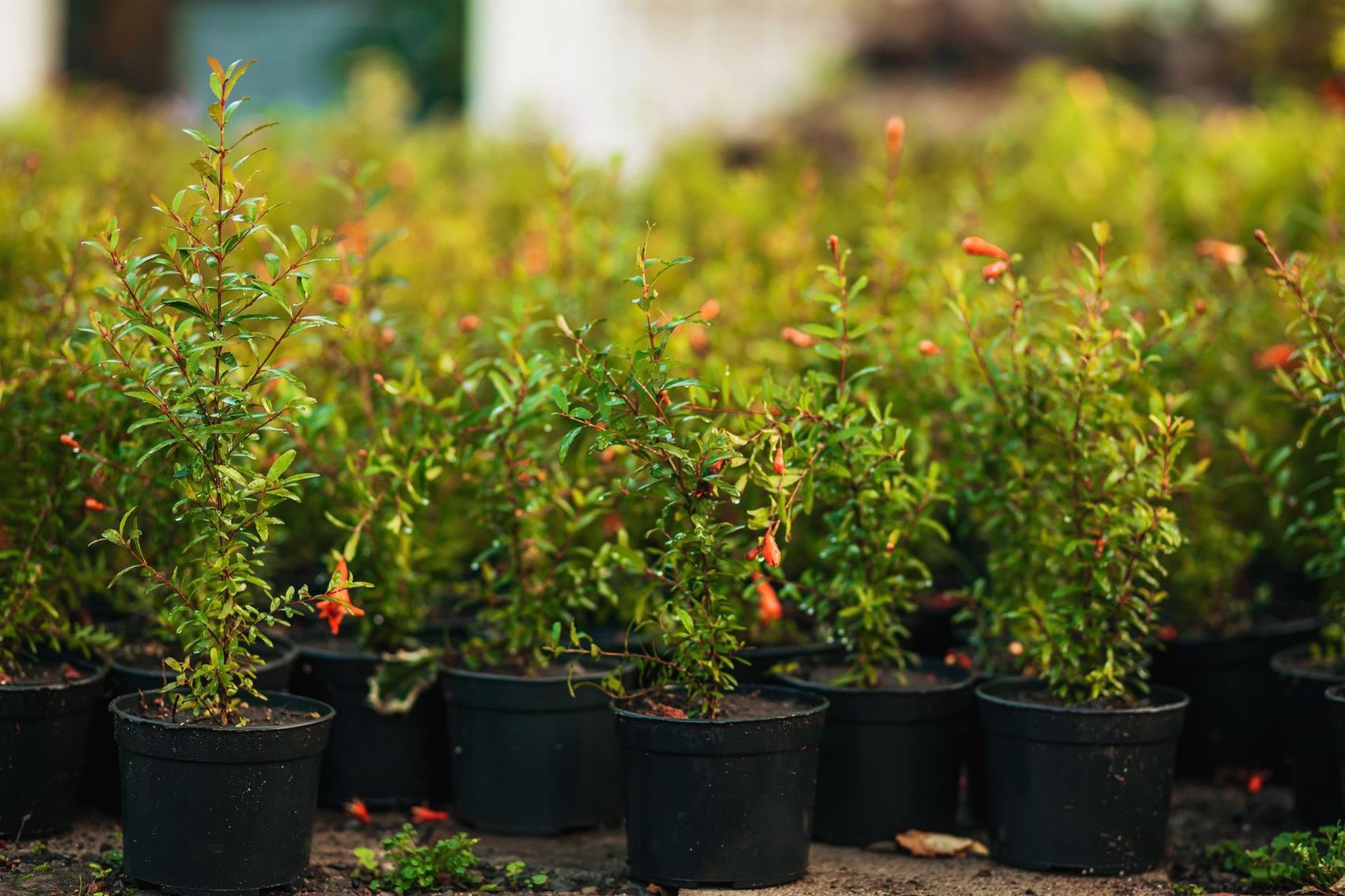Landscaping and planting installation using Pure Nature Farm nursery stock